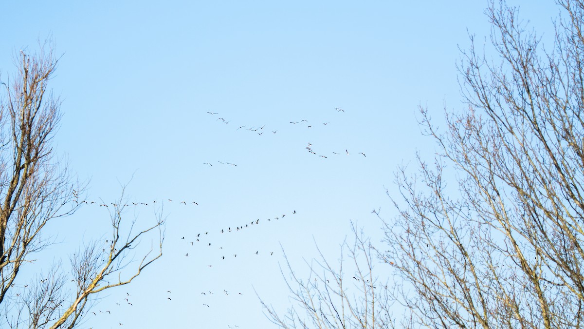 Greater White-fronted Goose - ML630334544
