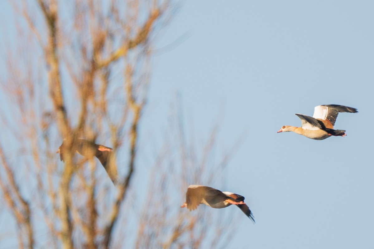 Egyptian Goose - ML630334554