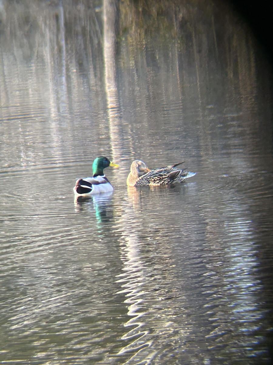 Mallard - ML630334555