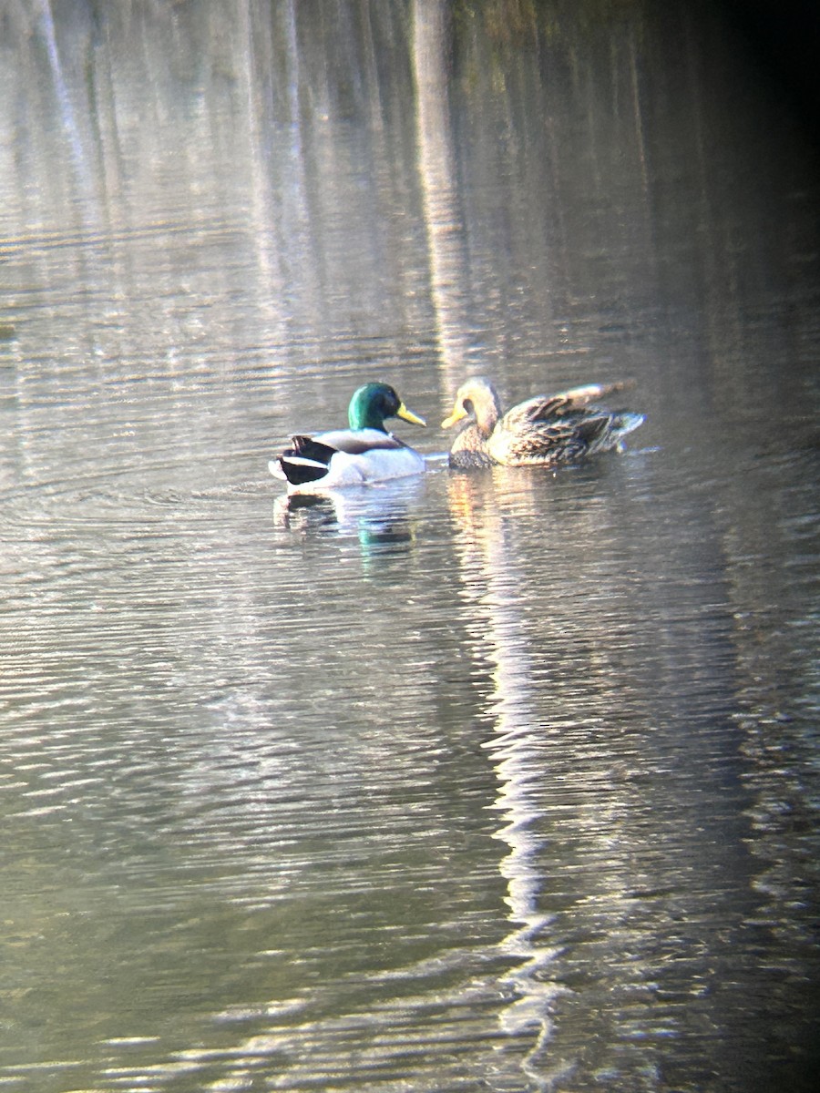 Mallard - ML630334556