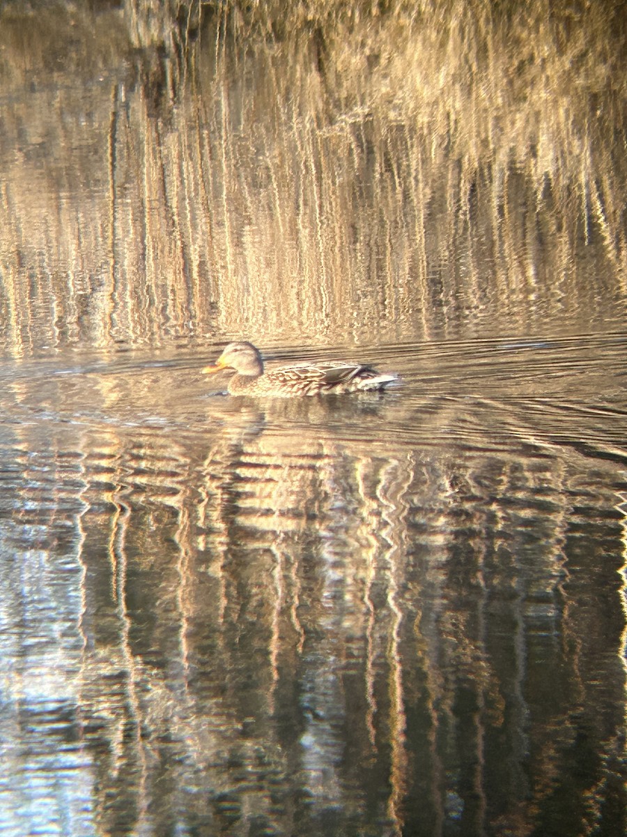 Mallard - ML630334594