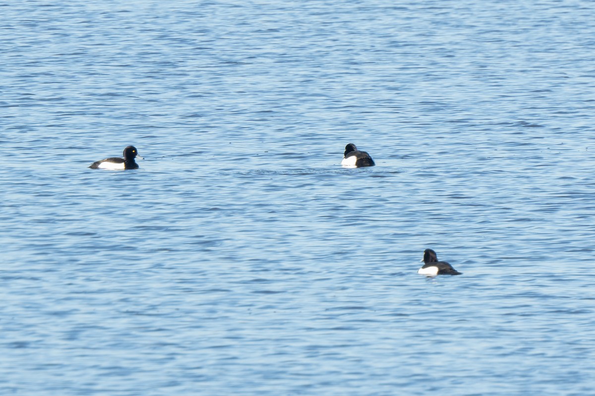 Tufted Duck - ML630334602