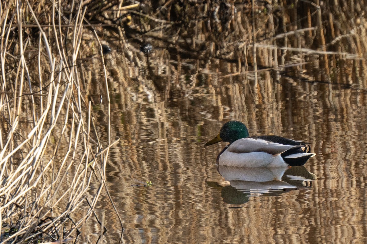 Mallard - ML630334608