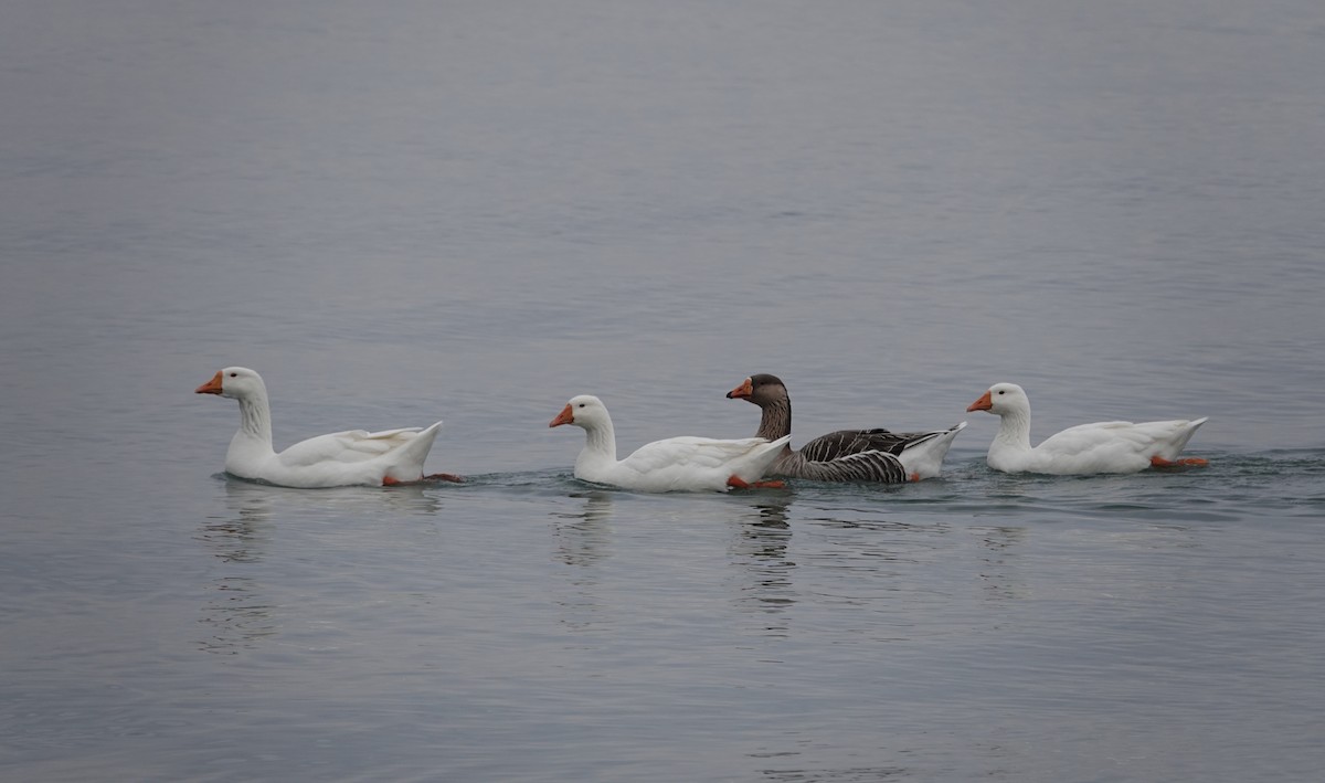 Graylag Goose (Domestic type) - ML630334718