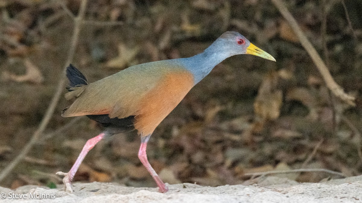 Gray-cowled Wood-Rail - ML630334769