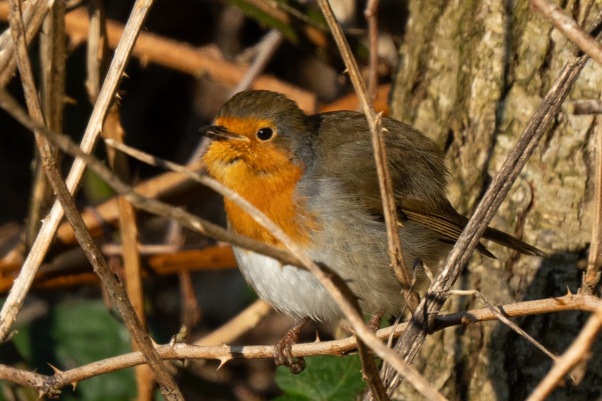 European Robin - ML630334783