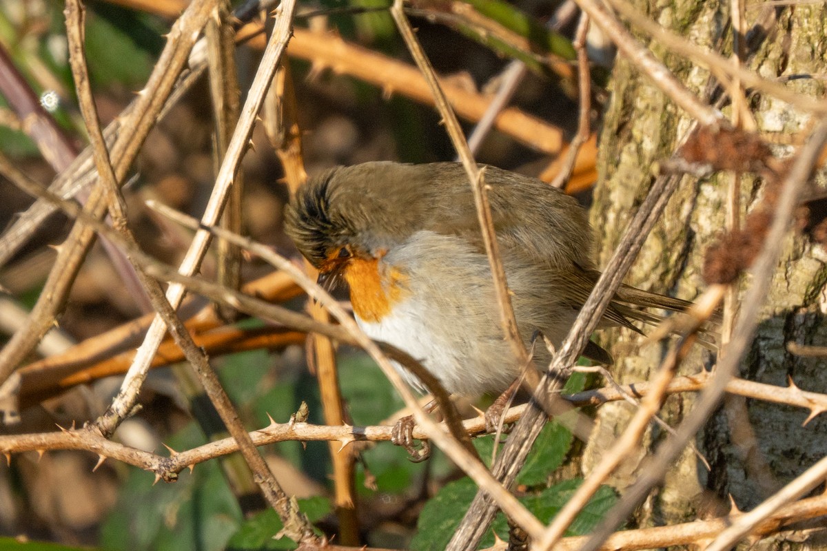 European Robin - ML630334784