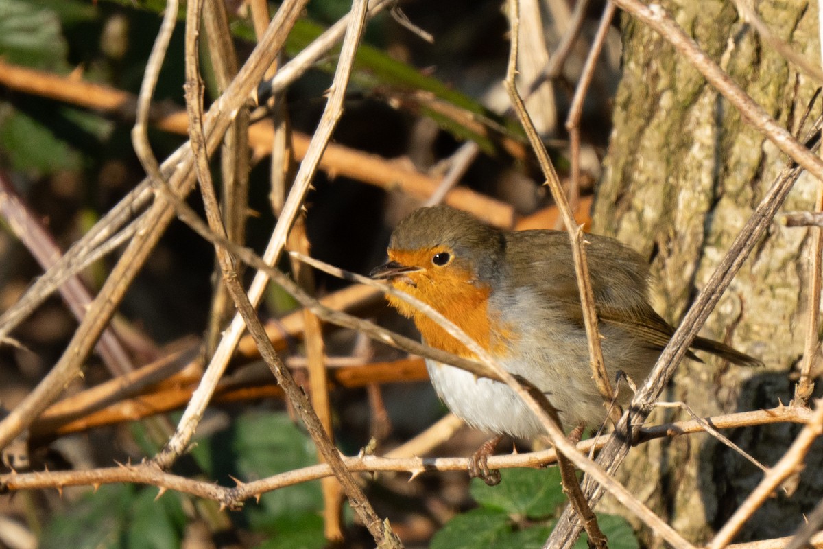 European Robin - ML630334785