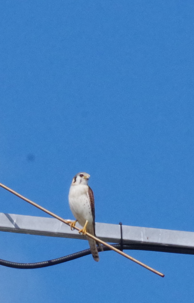 American Kestrel - ML630335081