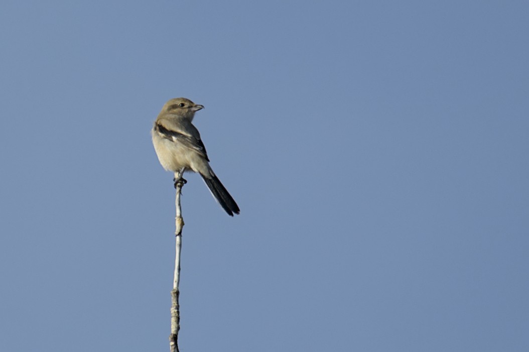 Northern Shrike - ML630335181