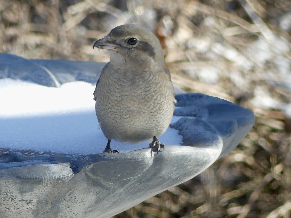 ťuhýk severní - ML630335320