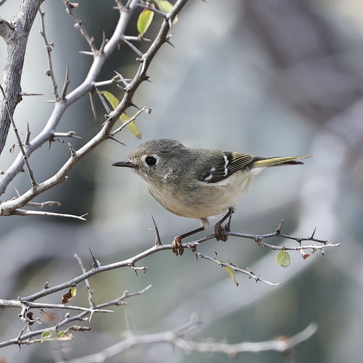 Ruby-crowned Kinglet - ML630335499
