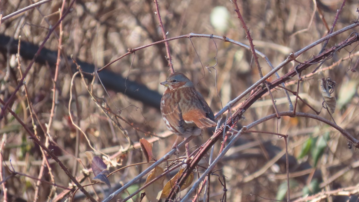 Fox Sparrow (Red) - ML630335507