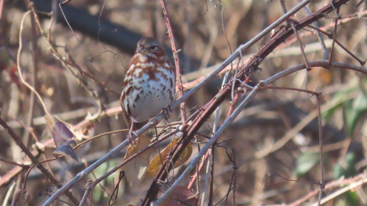 Fox Sparrow (Red) - ML630335521