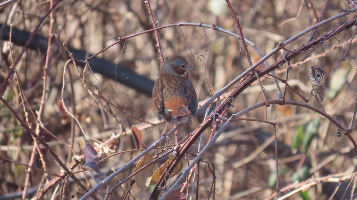 Fox Sparrow (Red) - ML630335526