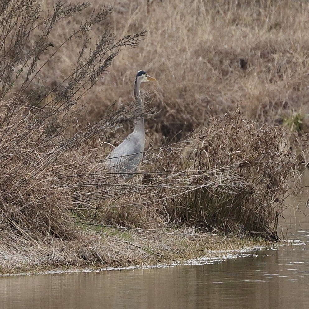 Black-crowned Night Heron - ML630335555