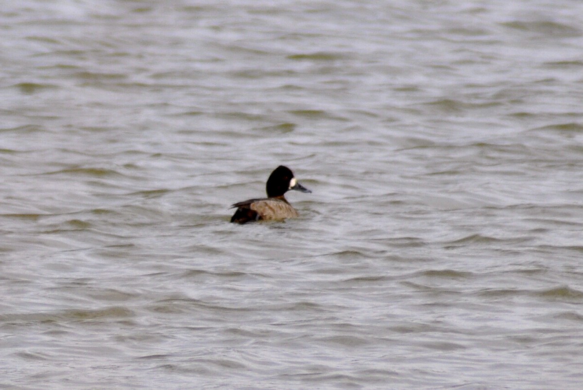 Lesser Scaup - ML630335570