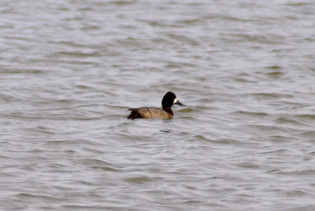 Lesser Scaup - ML630335572