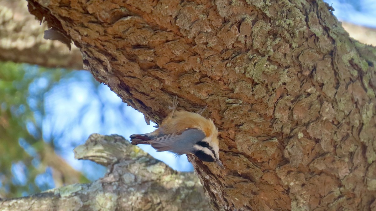 Red-breasted Nuthatch - ML630335673