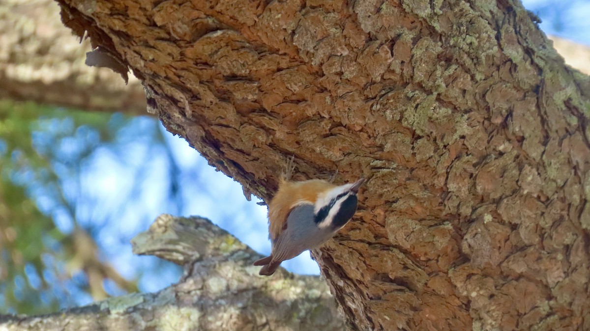 Red-breasted Nuthatch - ML630335692