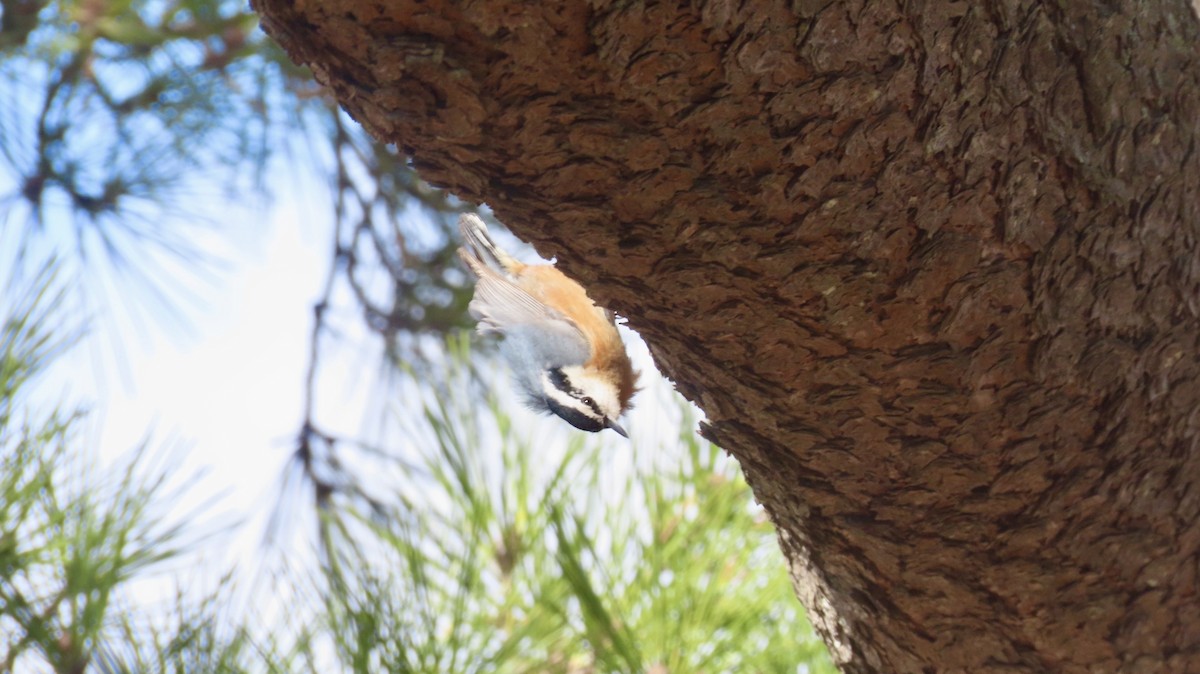 Red-breasted Nuthatch - ML630335697