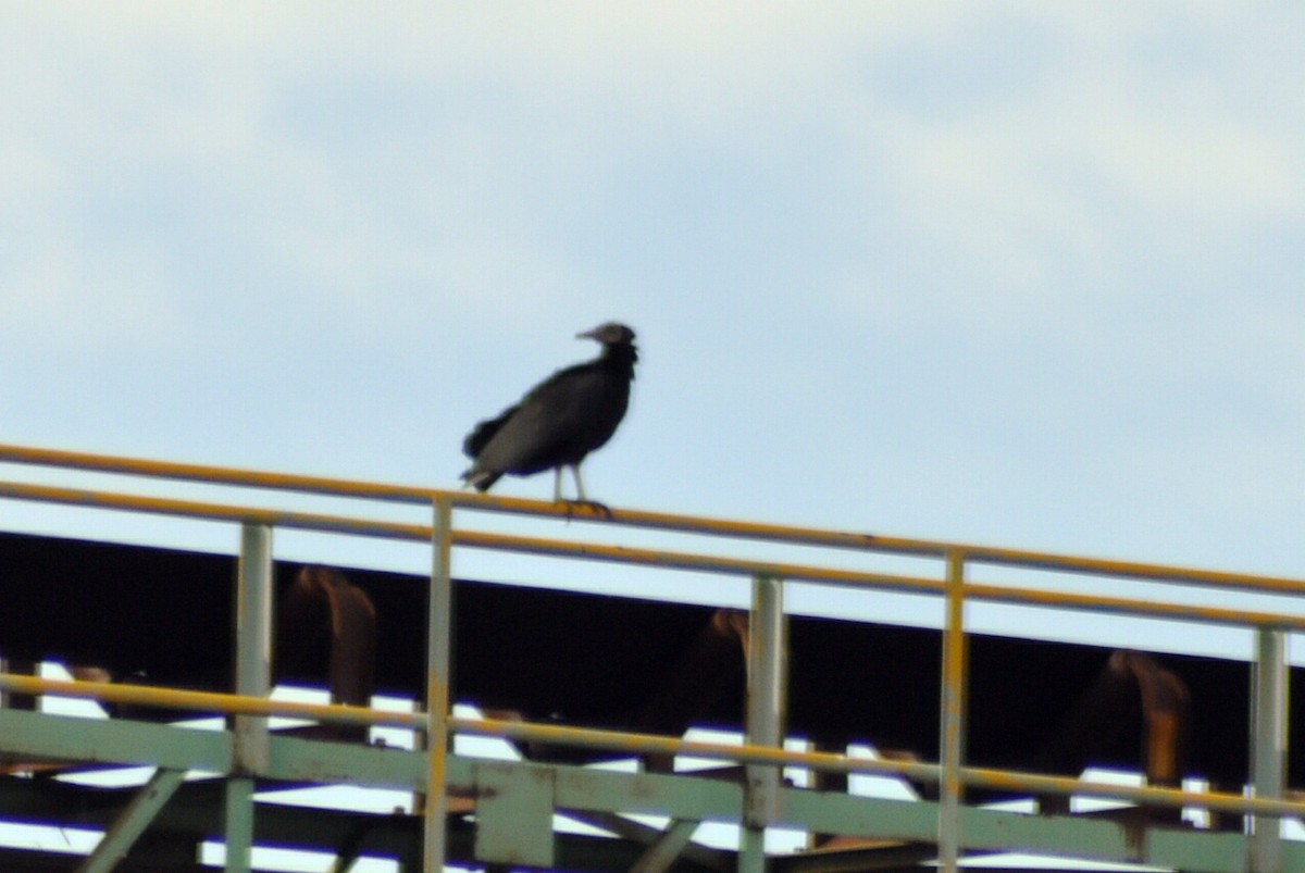 Black Vulture - ML630335700
