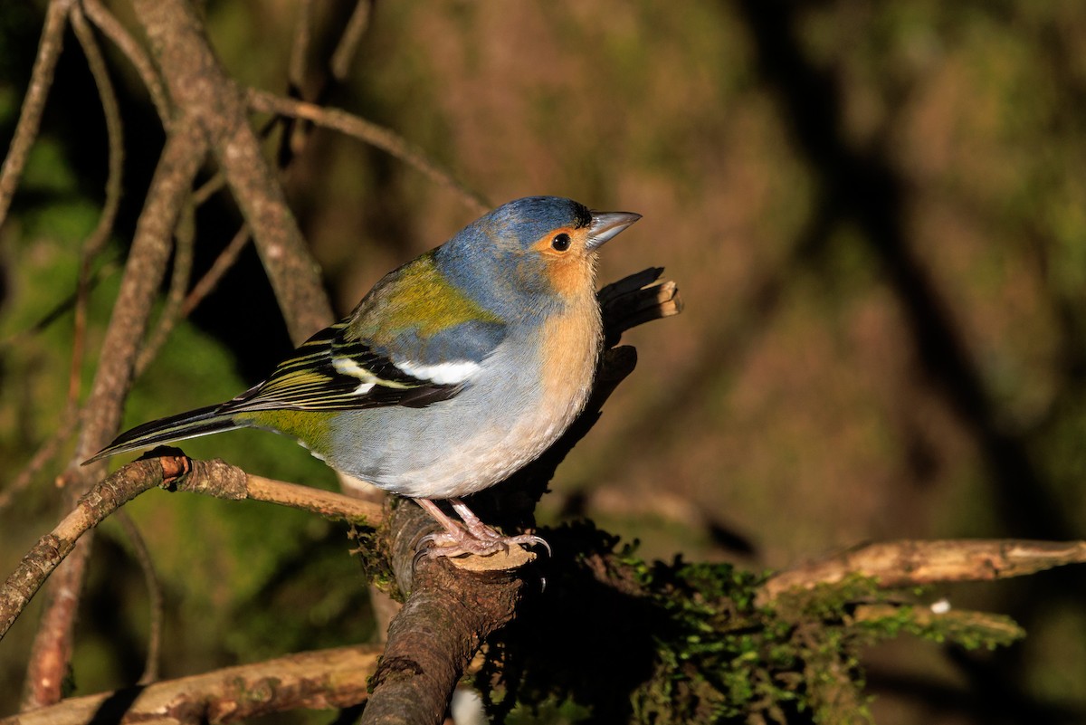 Madeira Chaffinch - ML630335732