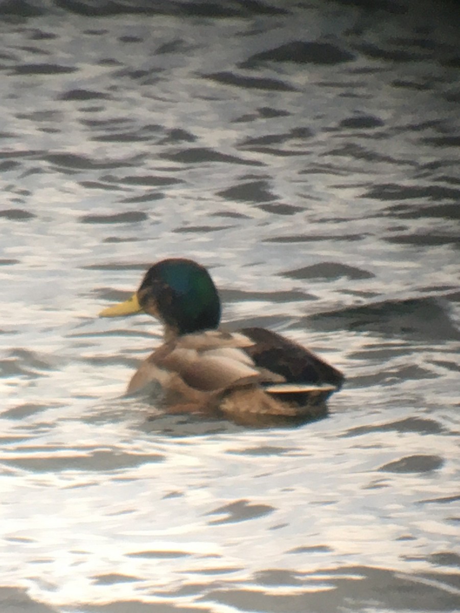 Mallard x American Black Duck (hybrid) - ML630335826