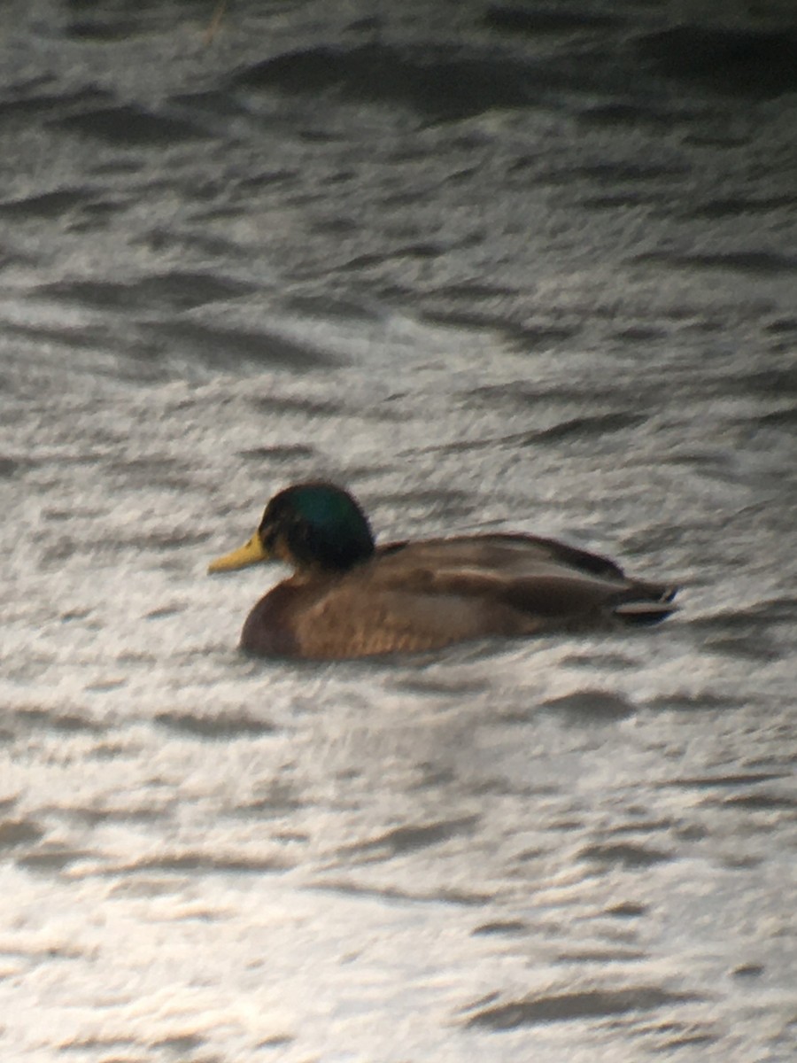 Mallard x American Black Duck (hybrid) - ML630335828