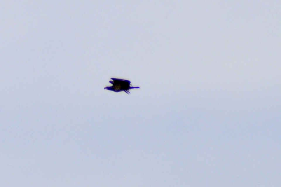Bald Eagle - ML630335880