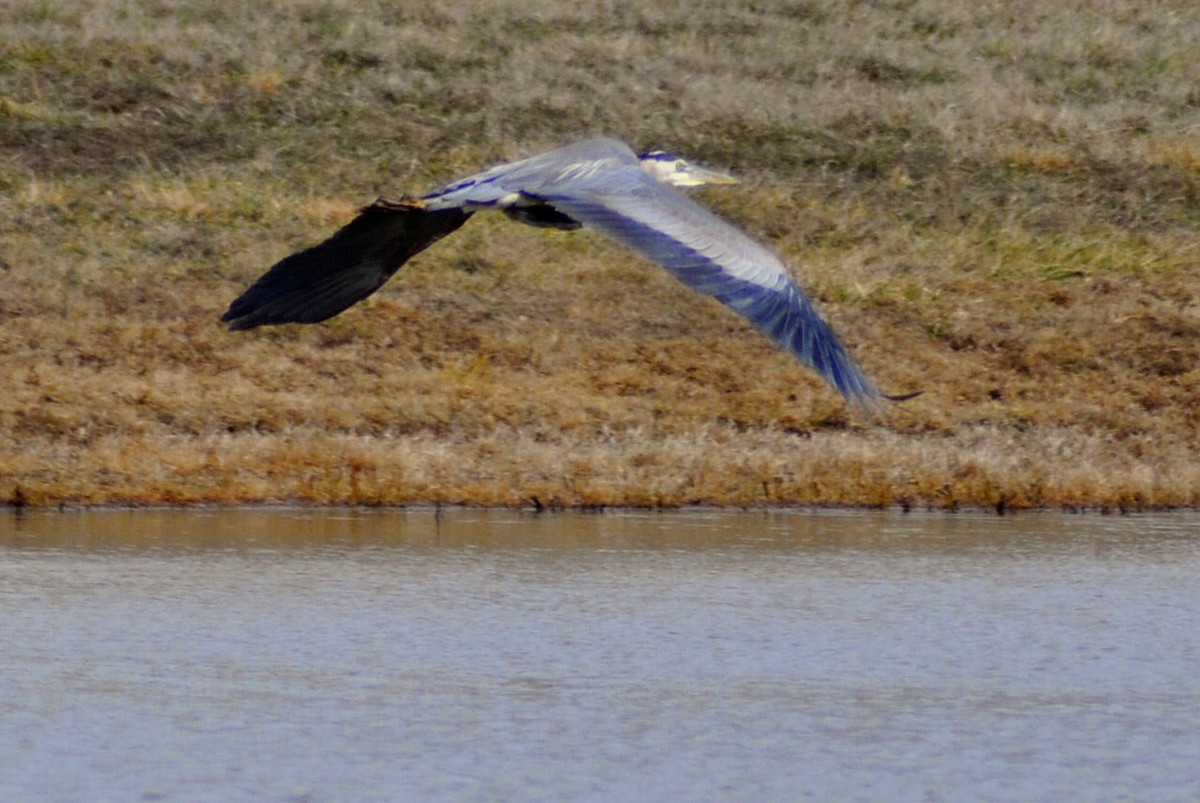 Great Blue Heron - ML630336096
