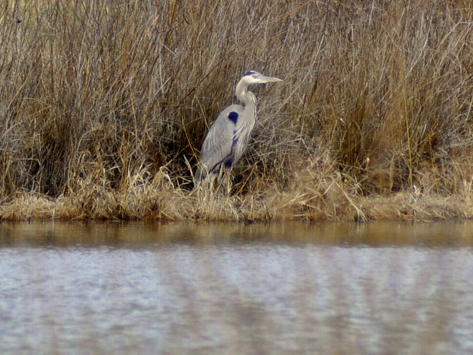 Great Blue Heron - ML630336098