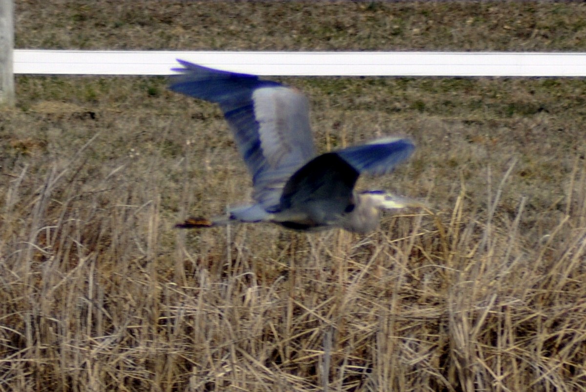Great Blue Heron - ML630336099