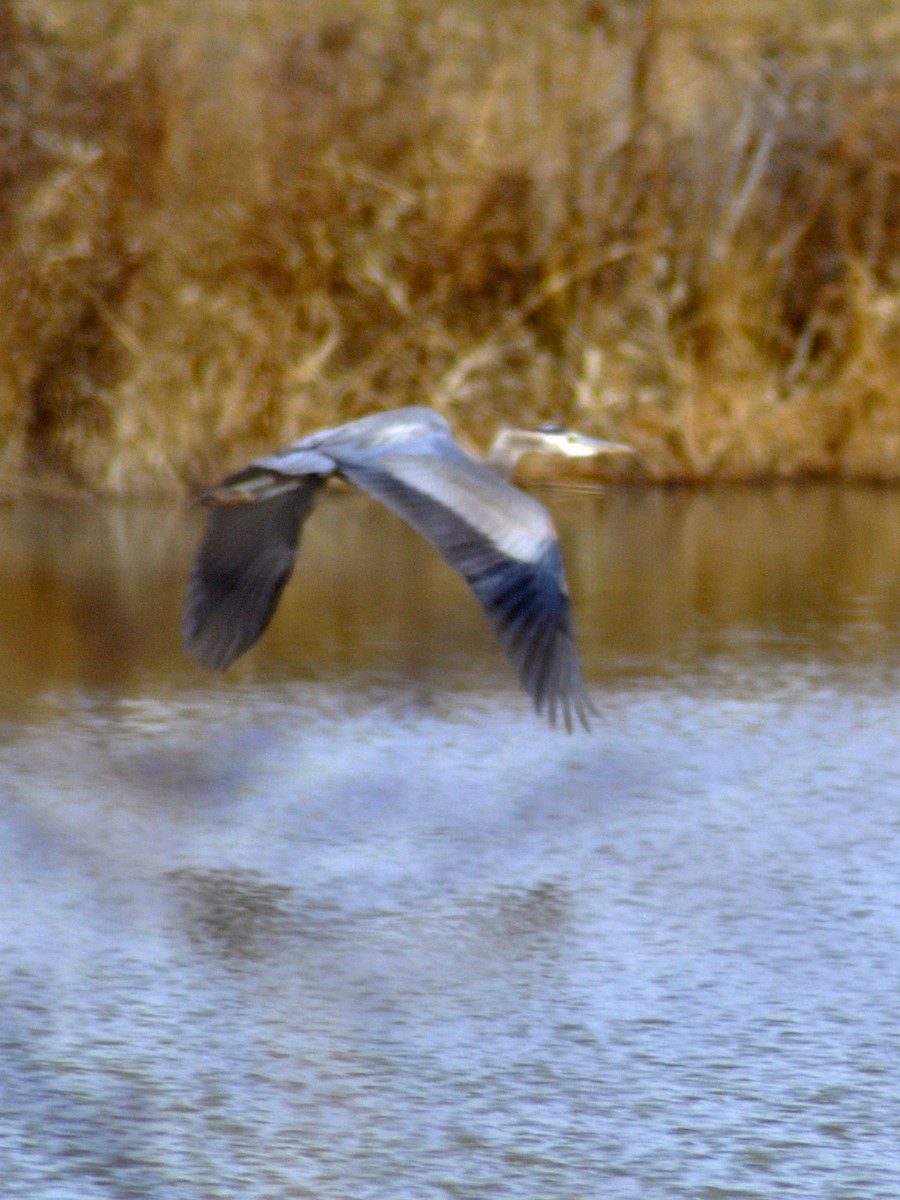 Great Blue Heron - ML630336100