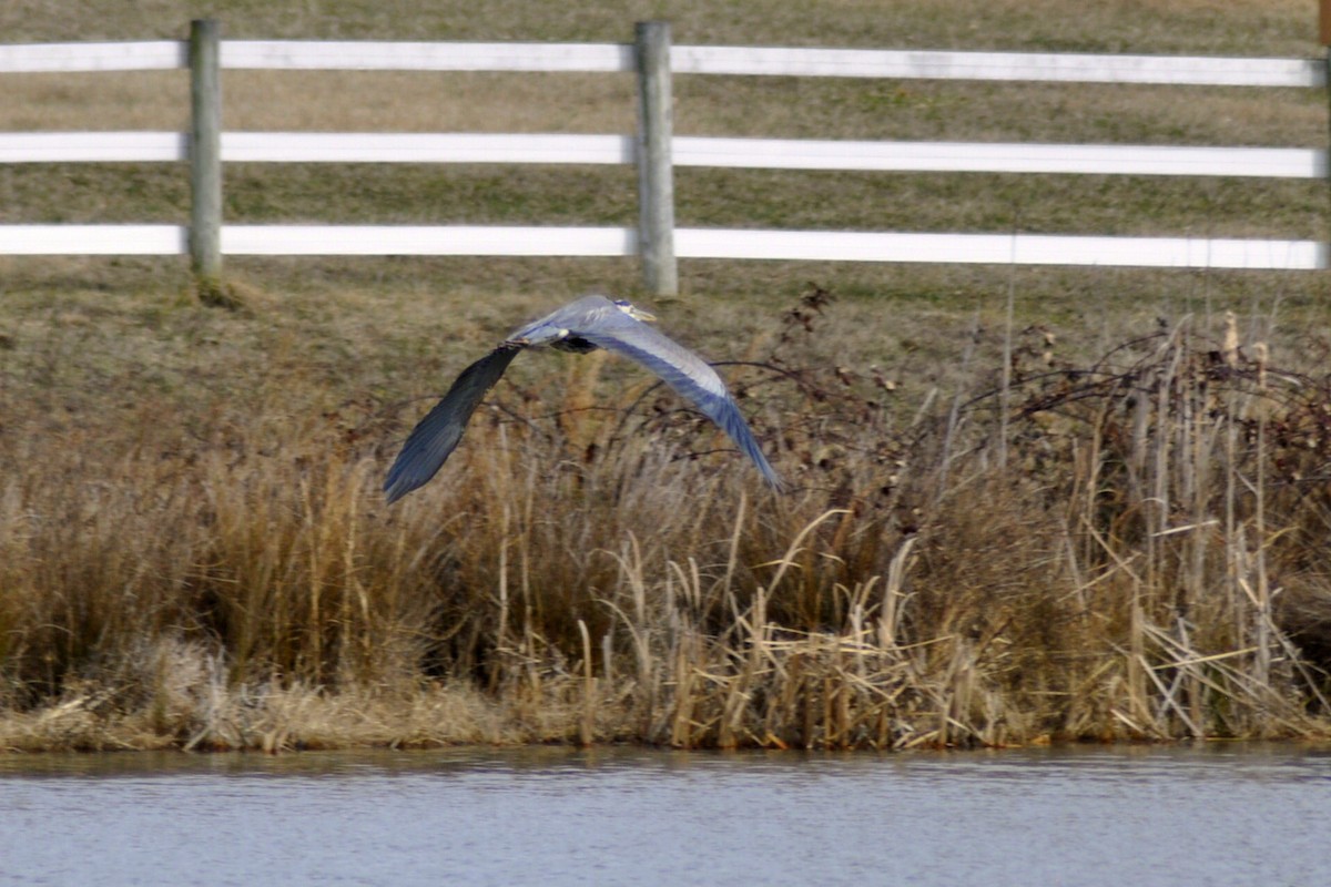 Great Blue Heron - ML630336101