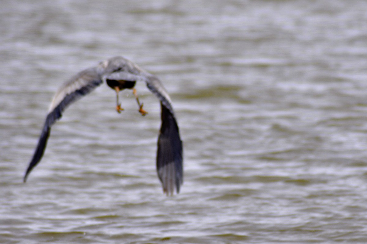 Great Blue Heron - ML630336102