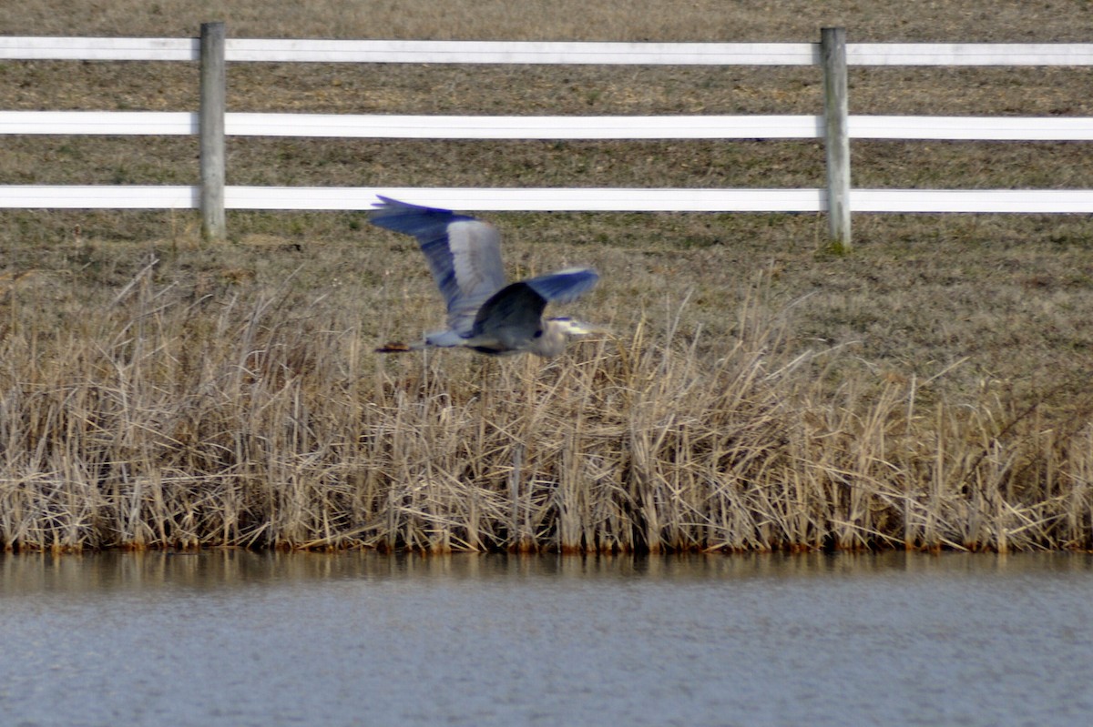 Great Blue Heron - ML630336103