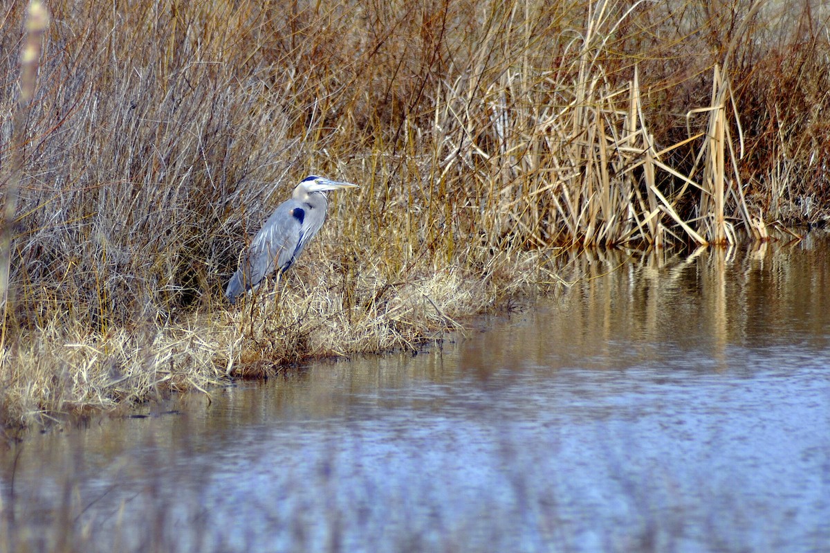 Great Blue Heron - ML630336105
