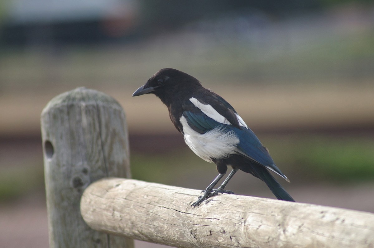 Black-billed Magpie - ML630336728