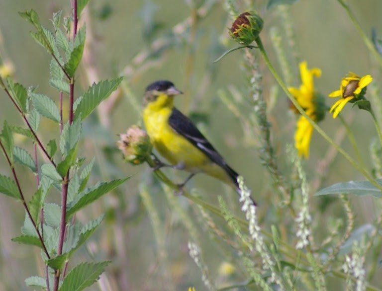 Lesser Goldfinch - ML630336748