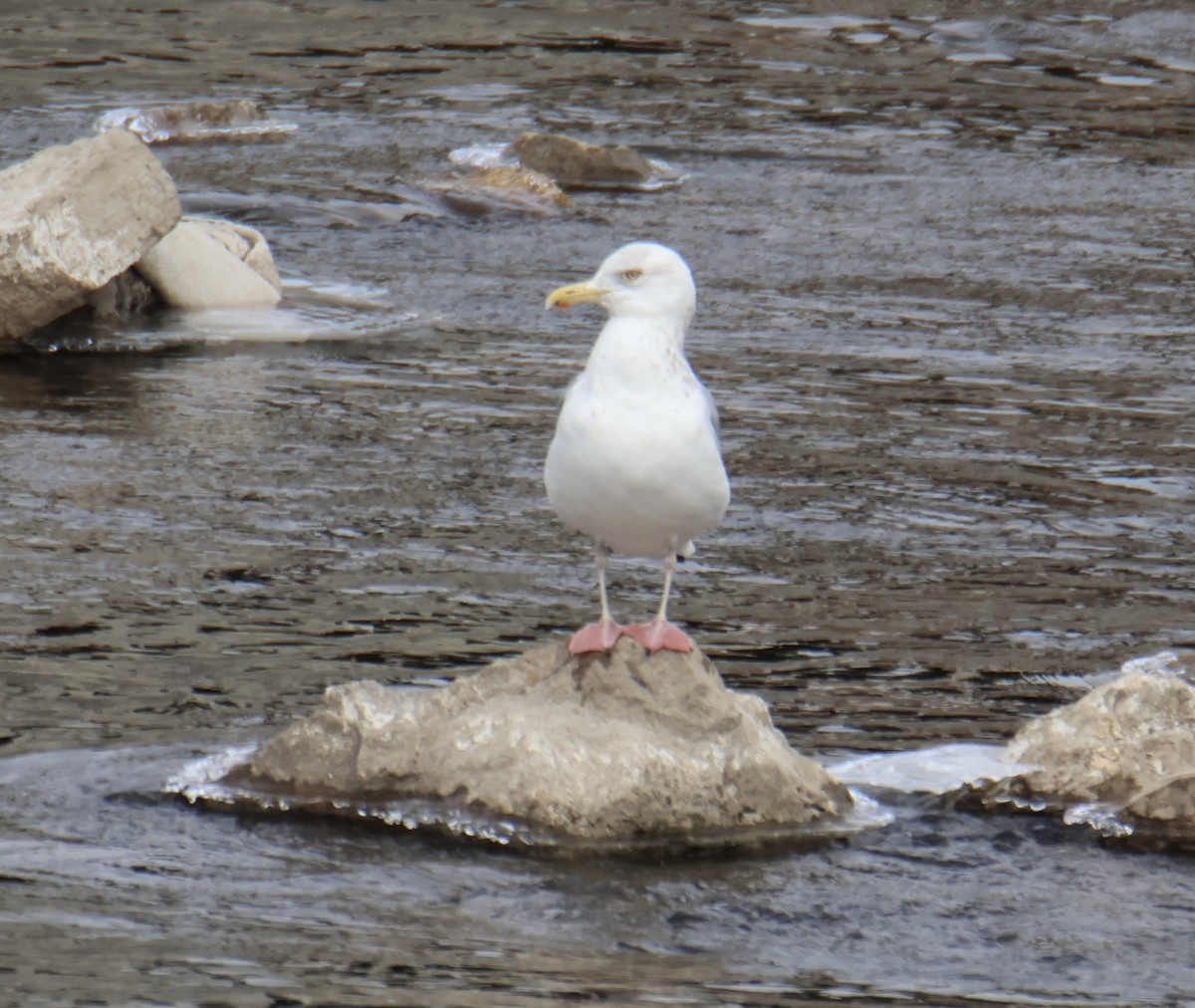 American Herring Gull - ML630336832