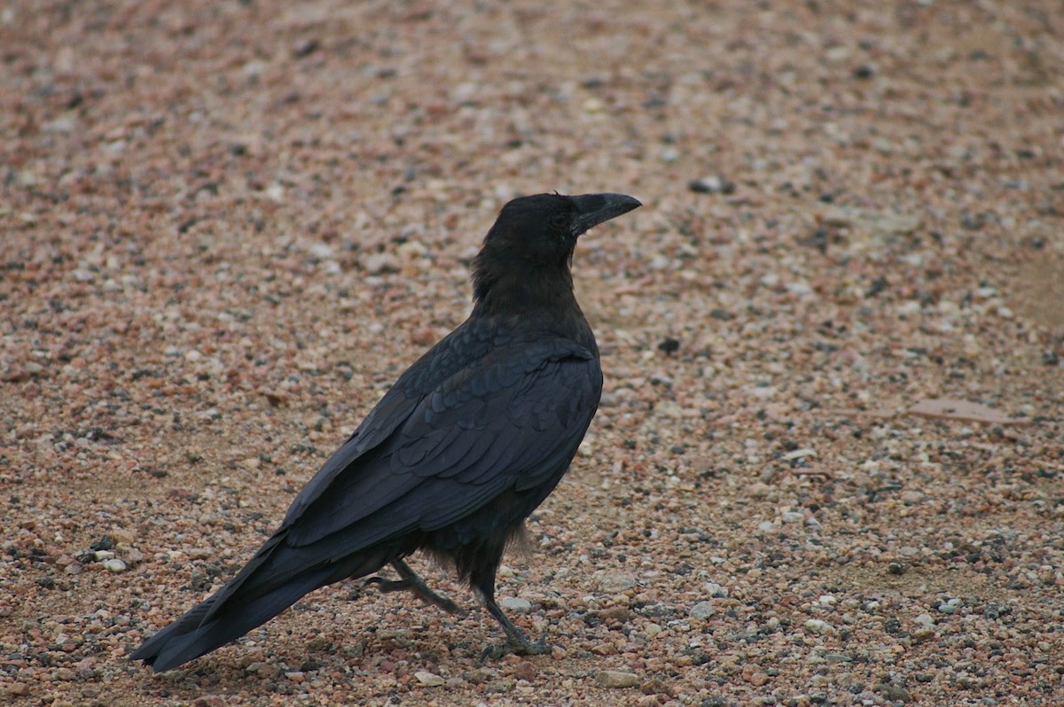 Common Raven - ML630336834