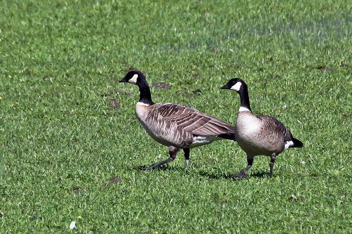 Cackling Goose - ML630336919