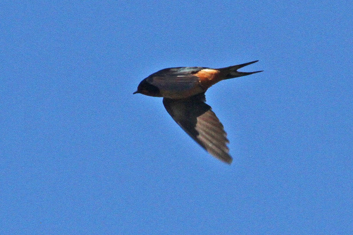 Barn Swallow - ML630336926