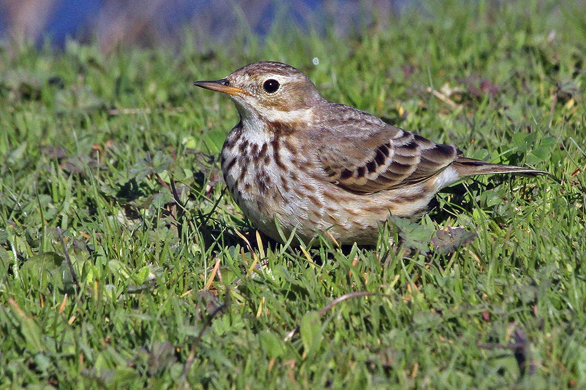 American Pipit - ML630336952