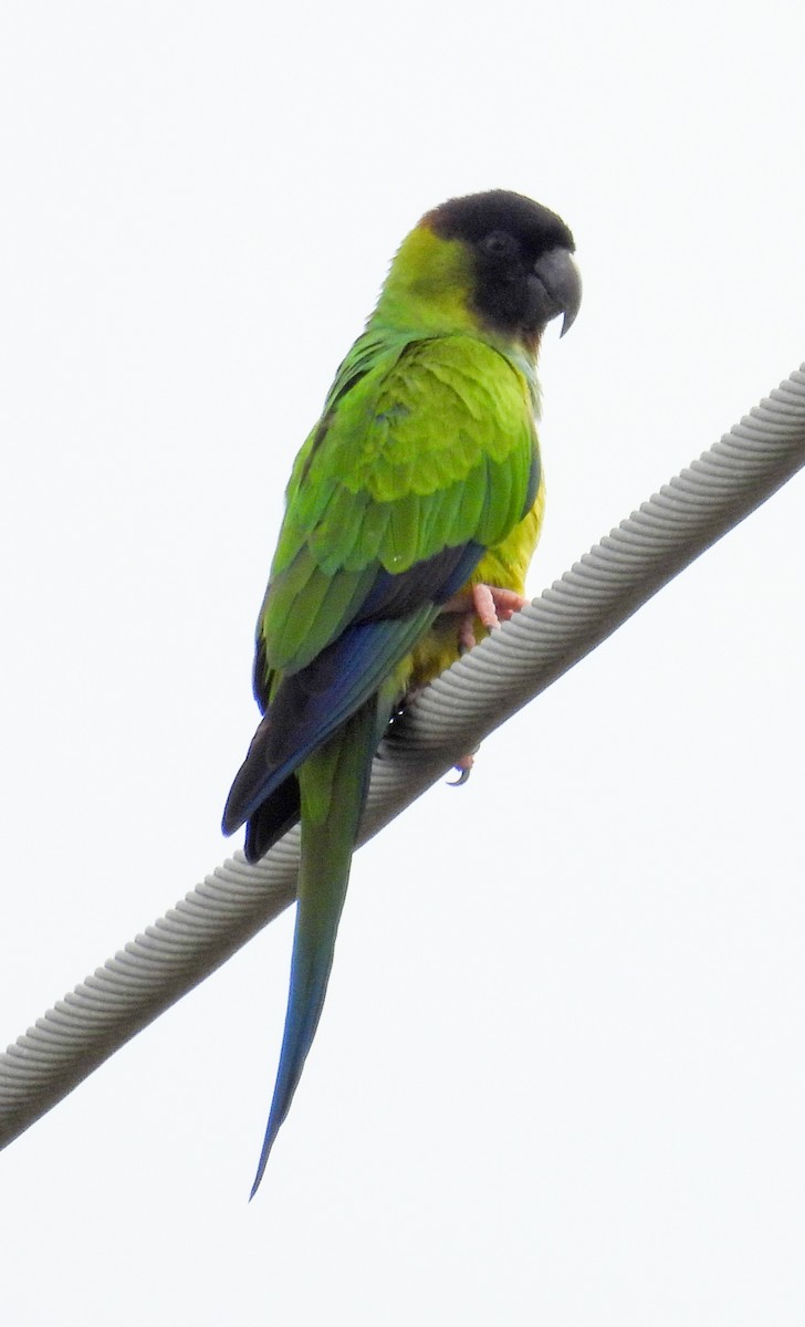 Nanday Parakeet - ML630337057