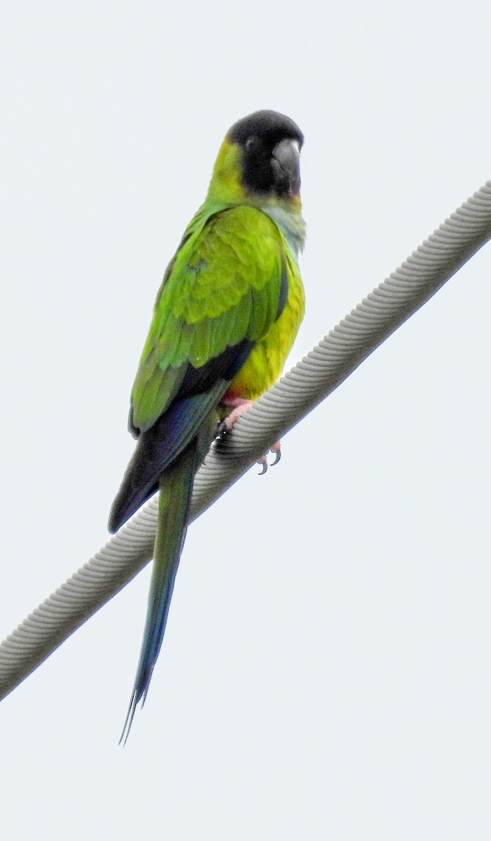 Nanday Parakeet - ML630337058