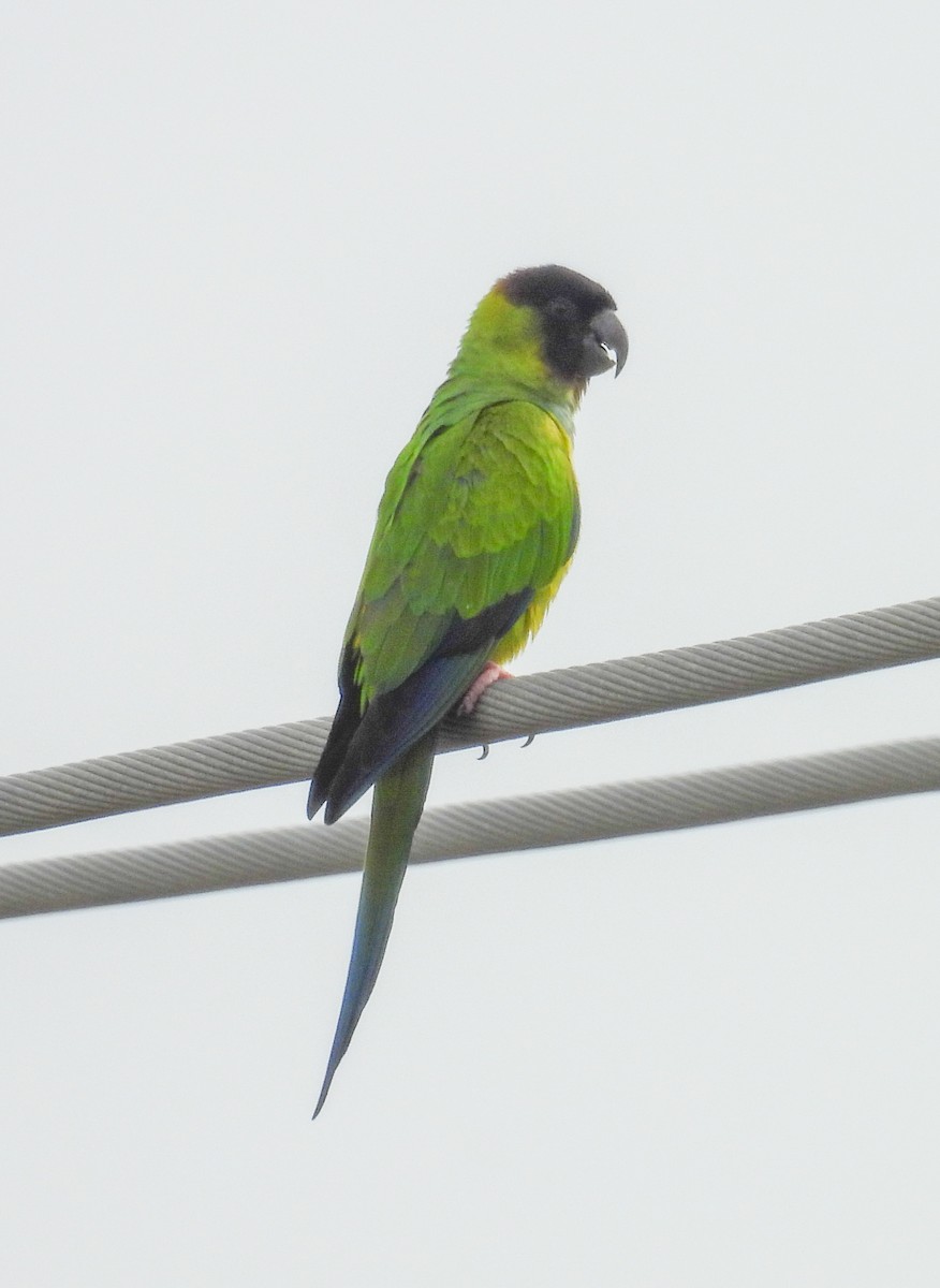 Nanday Parakeet - ML630337059