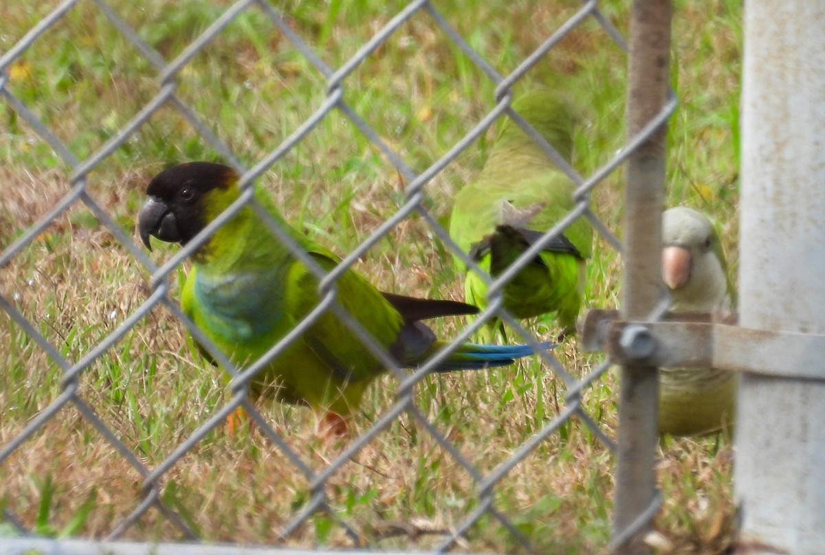 Nanday Parakeet - ML630337060