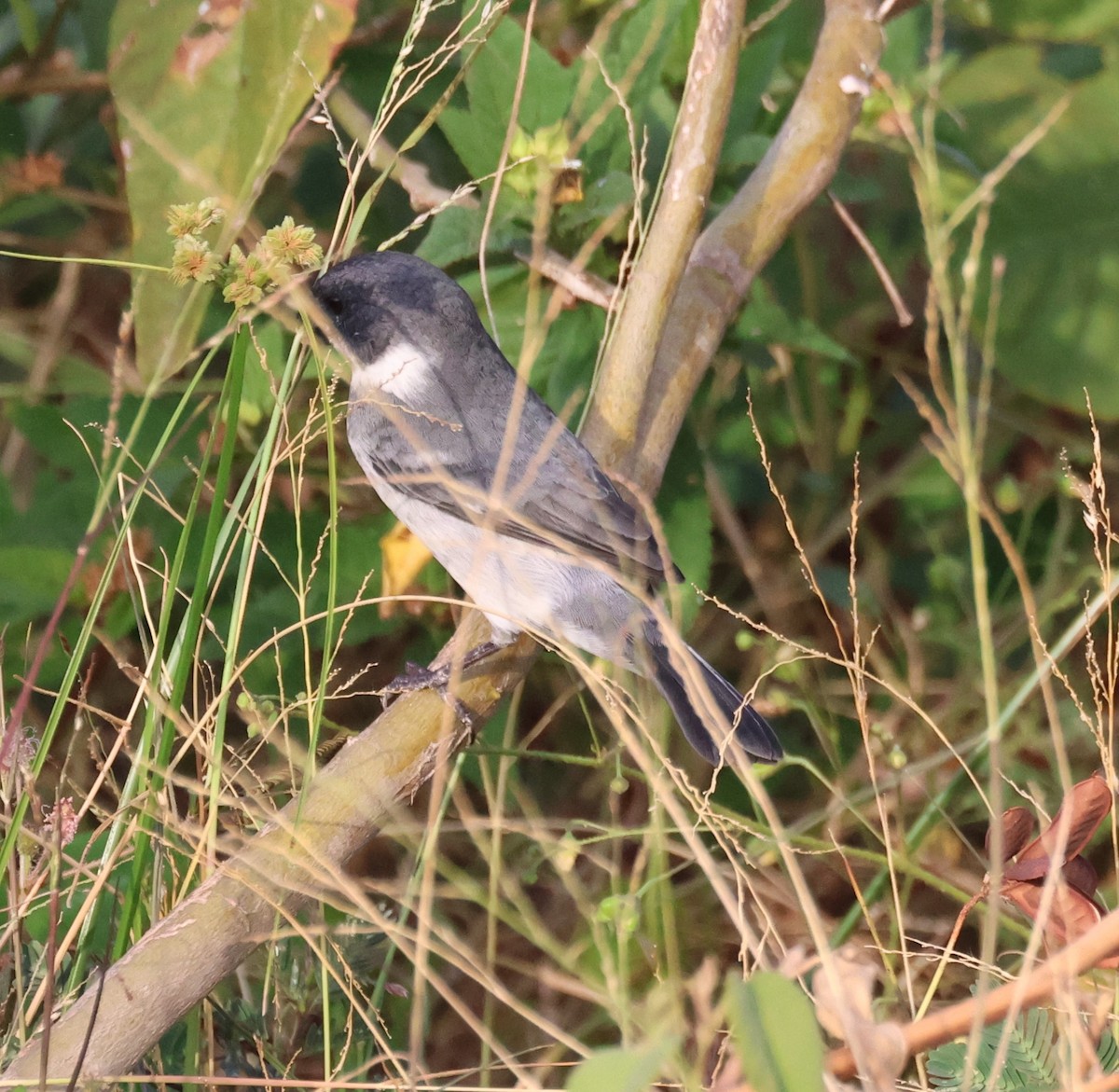 Wing-barred Seedeater (Wing-barred) - ML630337220